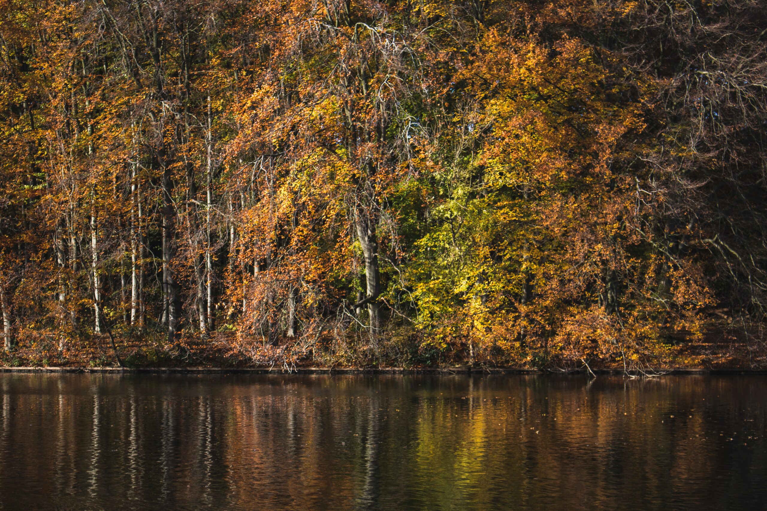 nicole-baster-mWbjt4lx81g-unsplash